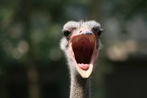 Ostrich portrait Stock Photos