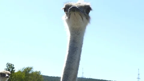 Ostrich posing on camera 스톡 동영상 88142808