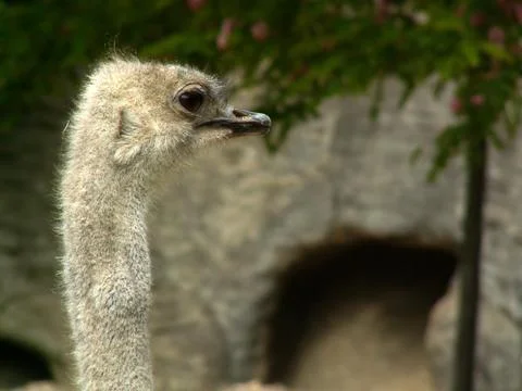 Ostrich profile Stock Photos