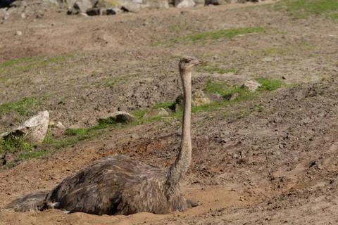 Ostrich resting Stock Photos