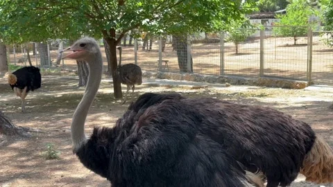 Ostrich resting under tree shade inside fenced farm enclosure Stock Footage 329666603