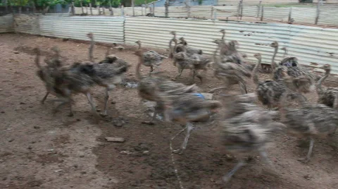 Ostrich run Stock Footage 728590