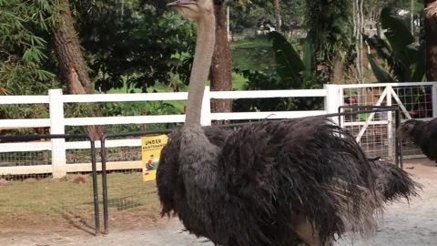 The ostrich is running Stock Footage 246459366
