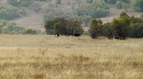 Ostrich running in grassland at ranch Stock Footage 54591104