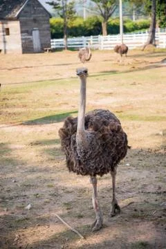 Ostrich running Stock Photos
