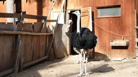 An ostrich scratches its head Stock Footage 295272153