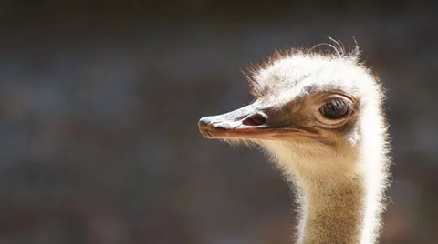 Ostrich Shake Stock Footage 32398156