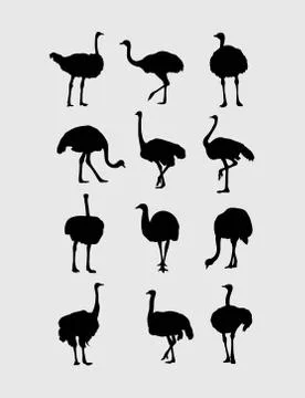 Ostrich Silhouettes Illustrazione stock