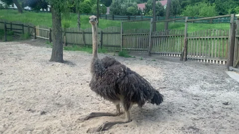 Ostrich sits in a park Vídeo Stock 132295053