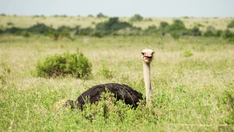 Ostrich sitting in grass while observing its surrounding Stock Footage 111275203