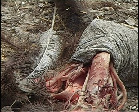 Ostrich Skeleton 库存影片 728214