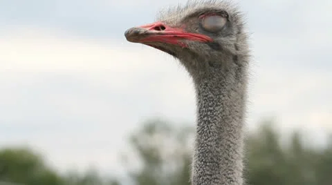 Ostrich sleeping and waking up Stockbeeldmateriaal 25440161