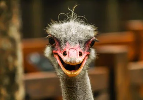 Ostrich Smile Stock Photos