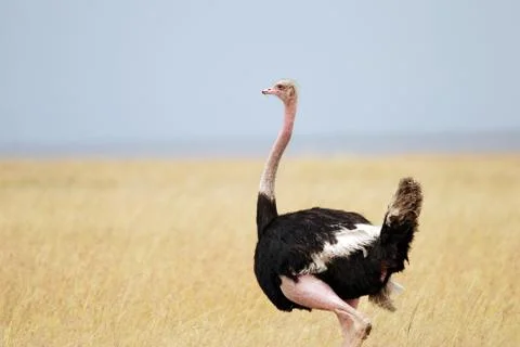 Ostrich standing on the African savannah  background of tall grass and a blue Фото