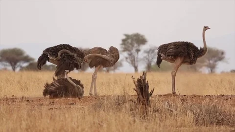 Ostrich standing up Stock Footage 75255381