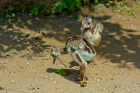 Ostrich standing Stock Photos