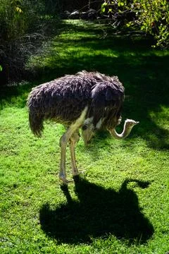 Ostrich stands on grass, casting a long shadow 库存照片