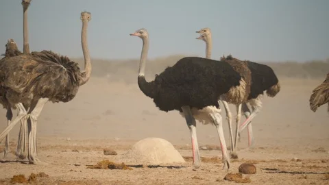 Ostrich stands in sandy plain with flock, obscured by dust cloud swept by wind Stock-Footage 114396409