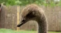 Ostrich (Struthio camelus) HD Footage