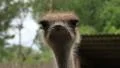 Ostrich (Struthio camelus) HD Footage