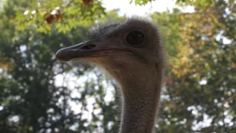 Ostrich, Struthio camelus Vídeos de archivo 10486468