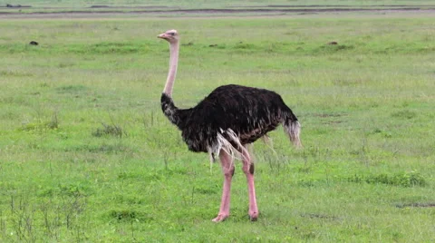 OSTRICH STRUTHIO CAMELUS Stock Footage 41791170