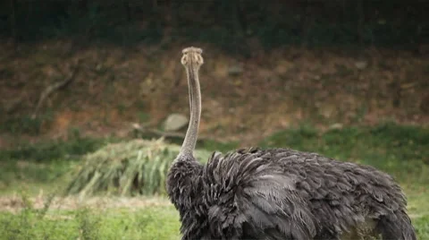 Ostrich (Struthio camelus), Large African Flightless Bird, Struthionidae, Eating Vidéo 8668608