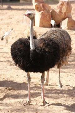 Ostrich - Struthio camelus Stock Photos