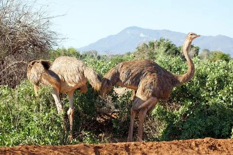 Ostrich (Struthio camelus) Stock Photos