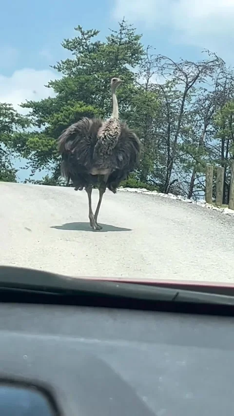 Ostrich Struts Its Stuff at Virginia Safari Park, Virginia, USA - 17 Jun 2023 Video stock 244257900