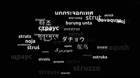 Ostrich Translated in 61 Worldwide Languages Endless Looping 3d Zooming Wordc Video stock 145198380