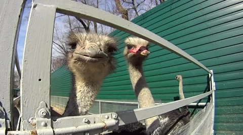Ostrich trying to bite the camera Stock Footage 48993729