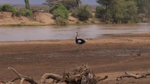 Ostrich Walkes On The River Shore In The Preserve Of The African Savannah Stock Footage