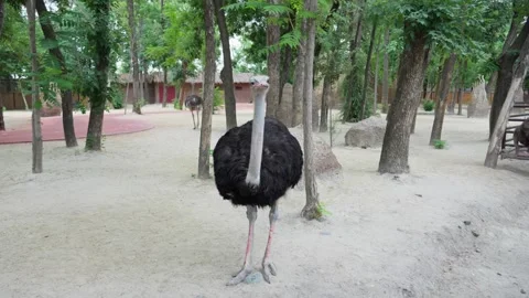 Ostrich walking and foraging on ground in zoo enclosure Stock Footage 346280202