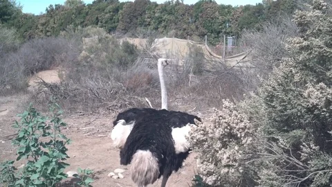 Ostrich walking away from camera Stock Footage 71750438