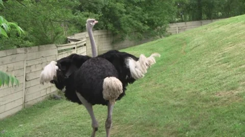 Ostrich walking away Video stock 8572922