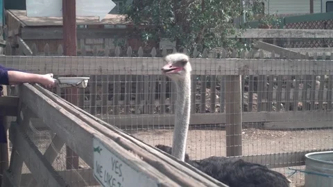 Ostrich walking by from camera Stock Footage 71750498