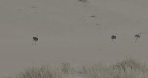 Ostrich walking in the desert 動画素材 252096014