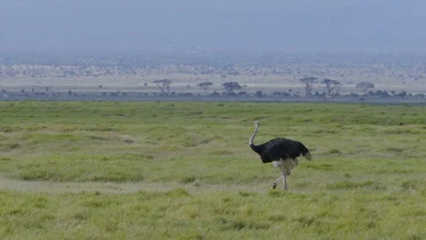 Ostrich walking in a field Stock Footage 112509617