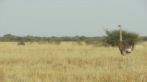 Ostrich walking 库存影片 483756