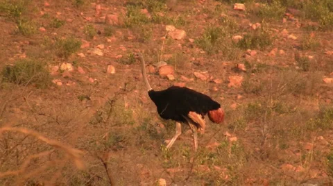 Ostrich walking  Stock Footage 1100733