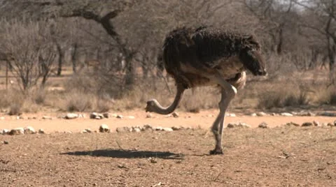 Ostrich walking Stock Footage 10970078
