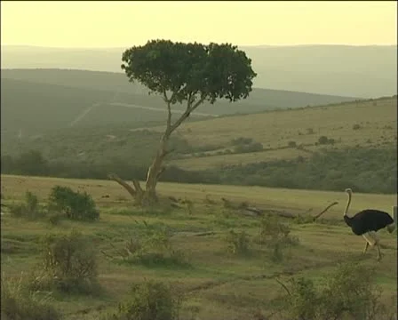 A ostrich walking Stock Footage 11624965