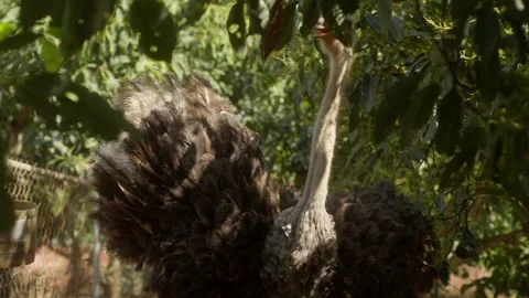 Ostrich Walking in Slow Motion Between Green Trees Outdoors Stockbeeldmateriaal 332682540
