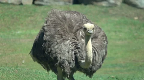 Ostrich Walking, Slow Motion Vídeos de archivo 65756230