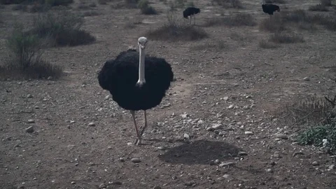 Ostrich walking toward camera in slow motion Stock Footage 71445638