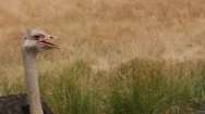 Ostrich Walking At Wildlife Park Stock Footage
