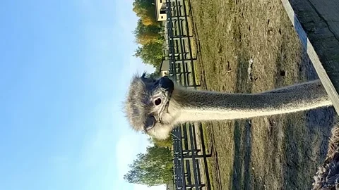 Ostrich walking in the zoo Stock Footage 226730209