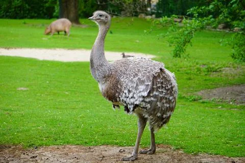 Ostrich Walking at zoo Stock Photo Stock Images Stock Pictures Stock Photos