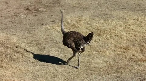 Ostrich Walks Away Stock Footage 12433447